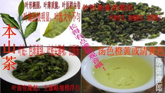 安溪铁观音与乌龙茶的外形颜色区别